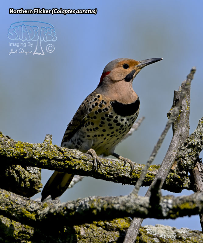 Northern Flicker - Colaptes auratus