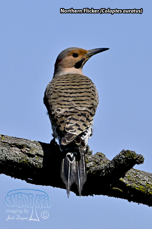 Northern Flicker - Colaptes auratus