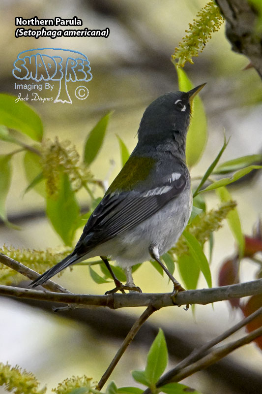 Northern Parula - Setophaga americana