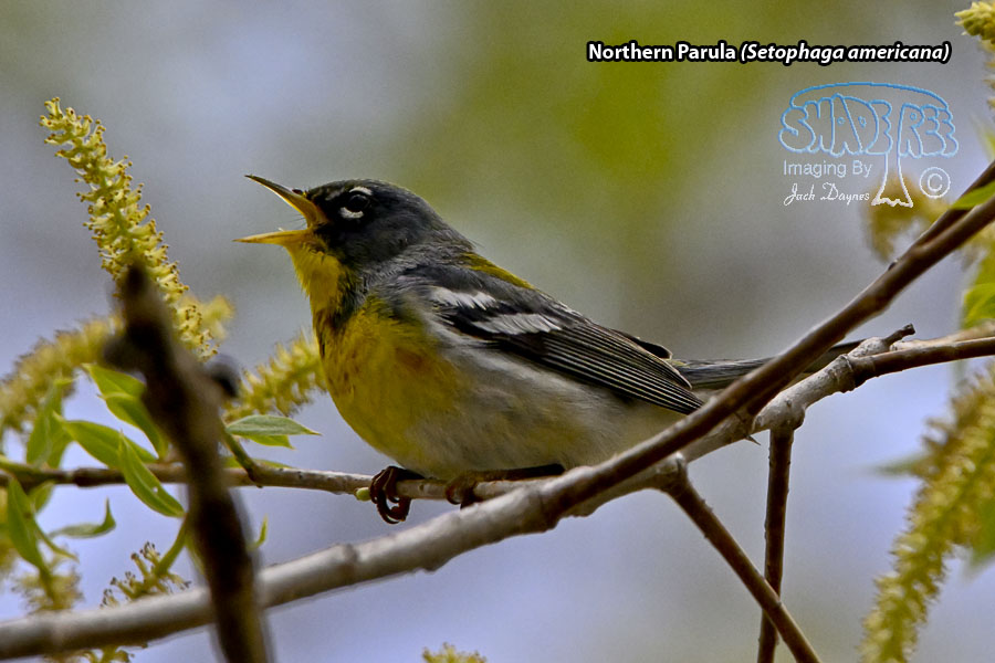 Northern Parula - Setophaga americana