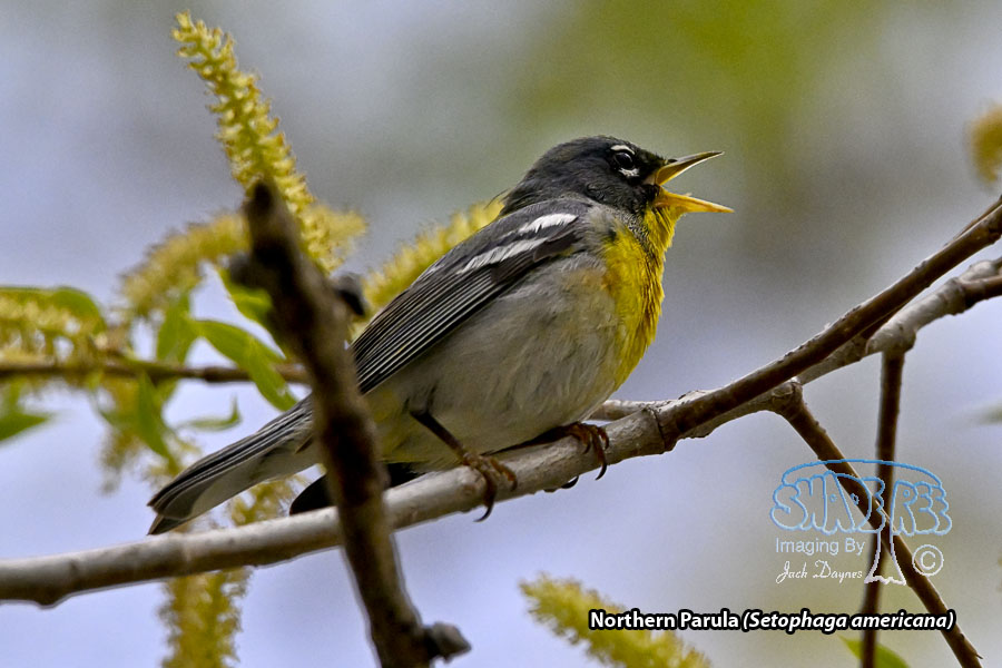 Northern Parula - Setophaga americana