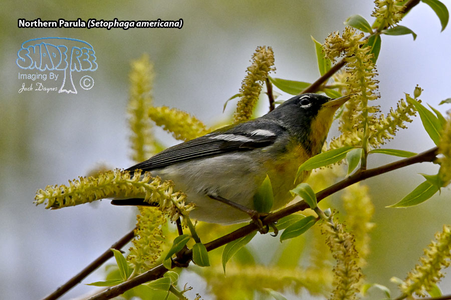 Northern Parula - Setophaga americana