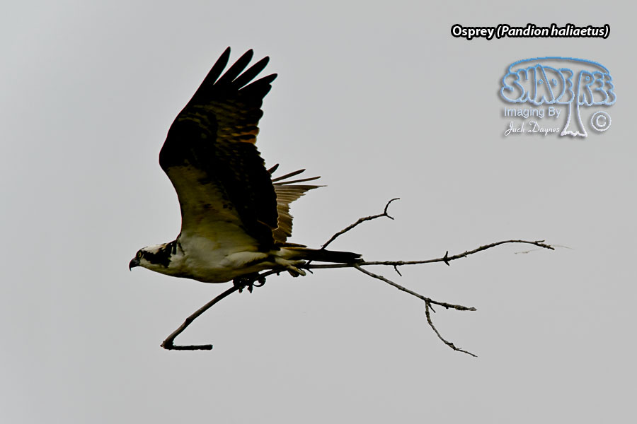 Osprey - Pandion haliaetus