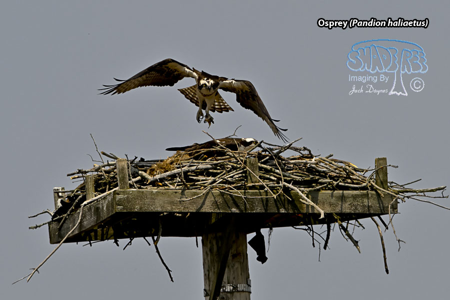 Osprey - Pandion haliaetus