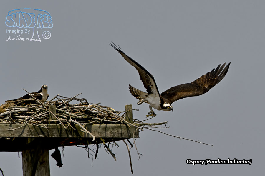 Osprey - Pandion haliaetus