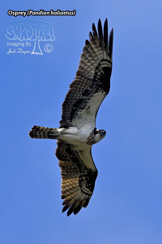 Osprey - Pandion haliaetus