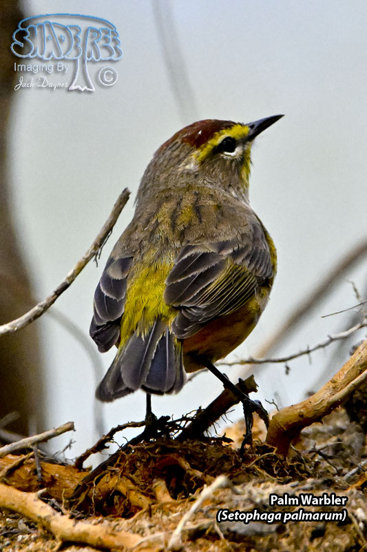 Palm Warbler - Setophaga palmarum