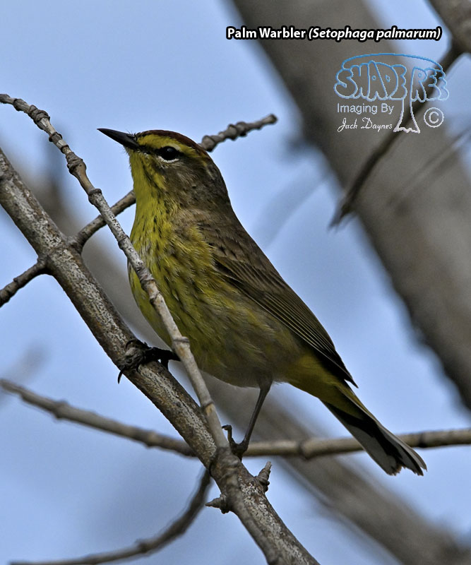 Palm Warbler - Setophaga palmarum
