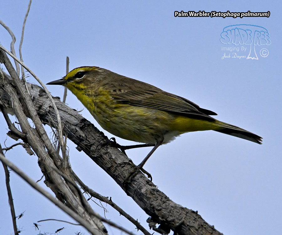 Palm Warbler - Setophaga palmarum