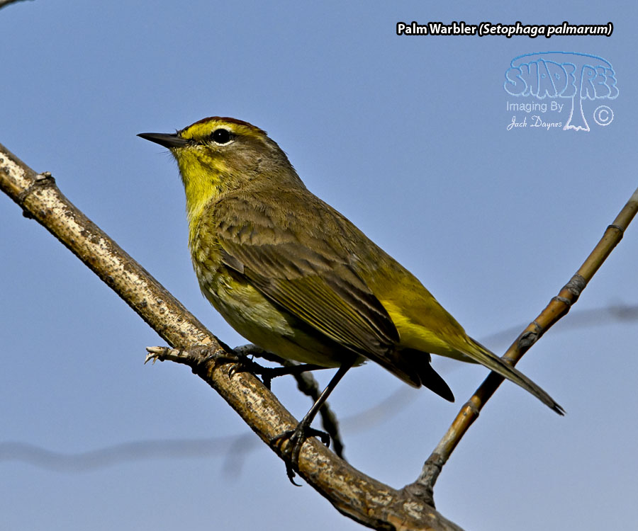 Palm Warbler - Setophaga palmarum
