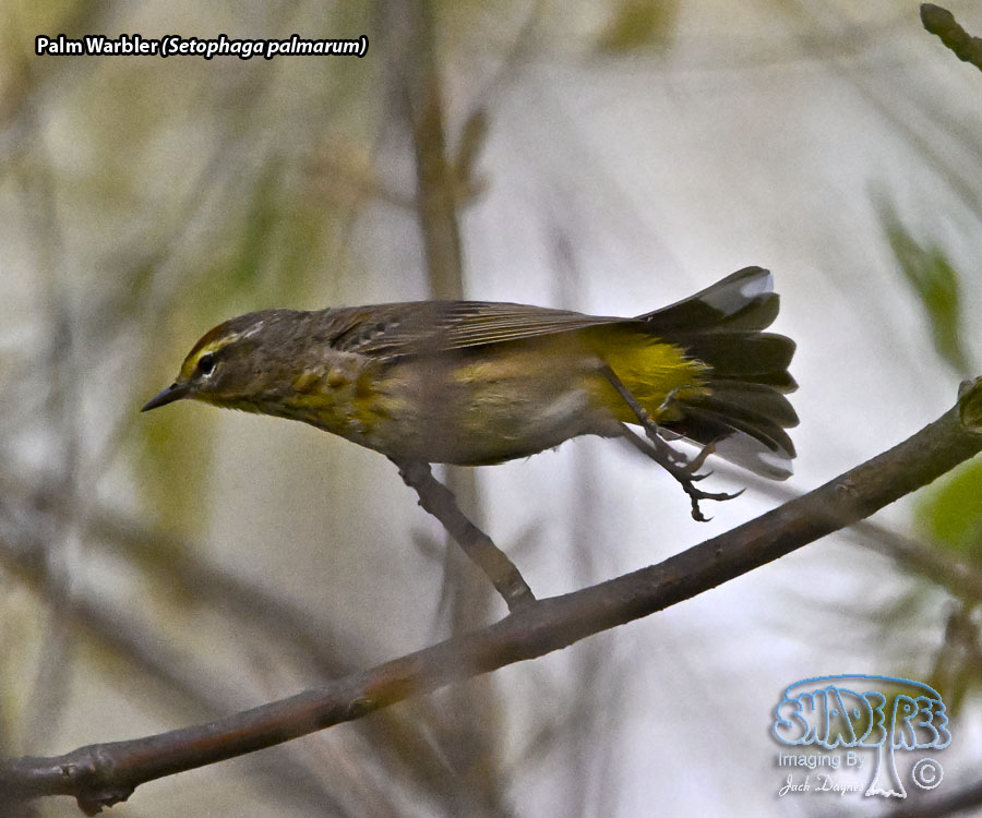 Palm Warbler - Setophaga palmarum