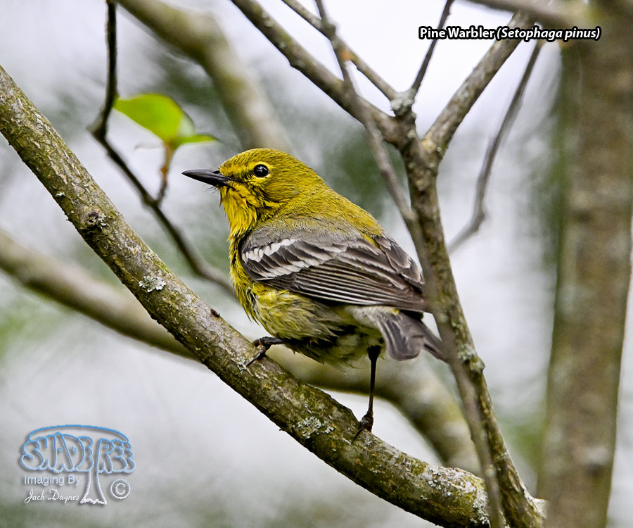 Pine Warbler - Setophaga pinus