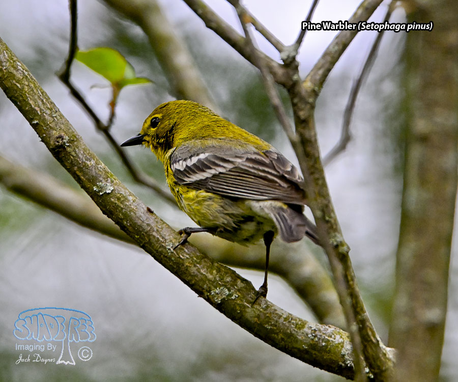 Pine Warbler - Setophaga pinus