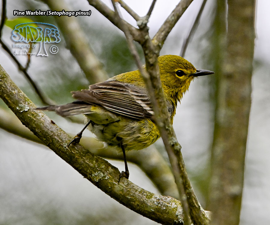 Pine Warbler - Setophaga pinus
