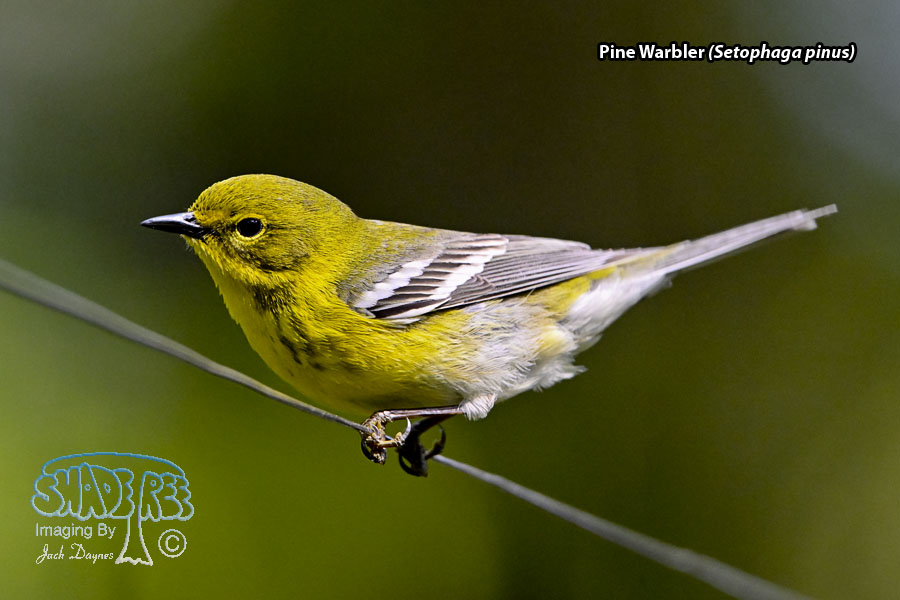 Pine Warbler - Setophaga pinus