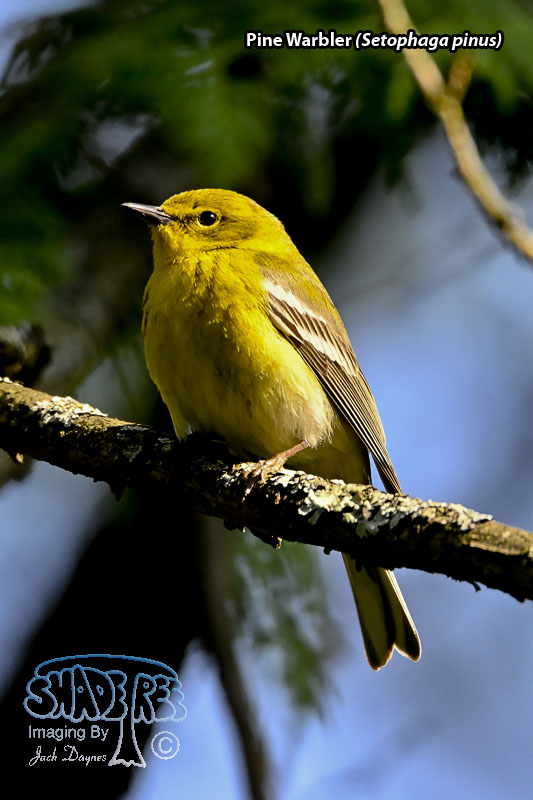 Pine Warbler - Setophaga pinus