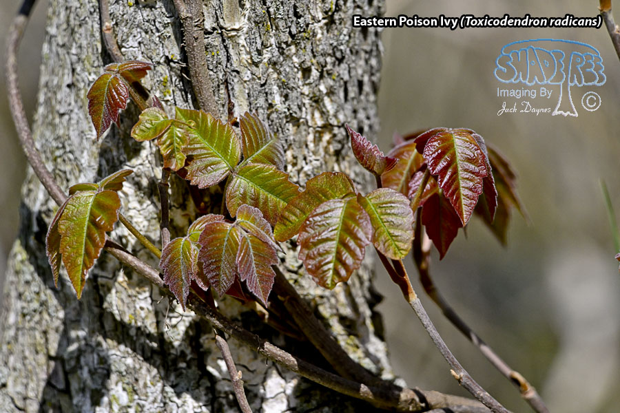 Eastern Poison Ivy - Toxicodendron radicans
