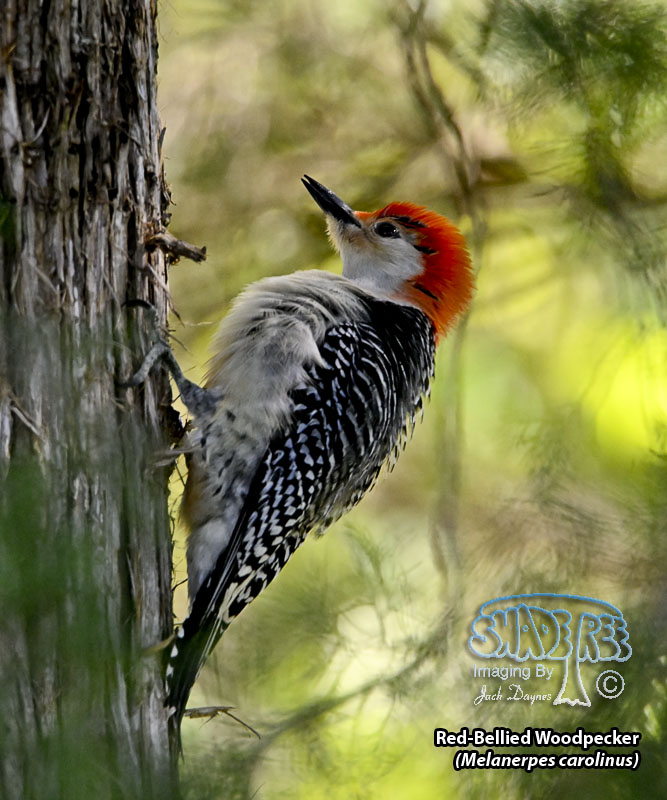 Red-Bellied Woodpecker - Melanerpes carolinus