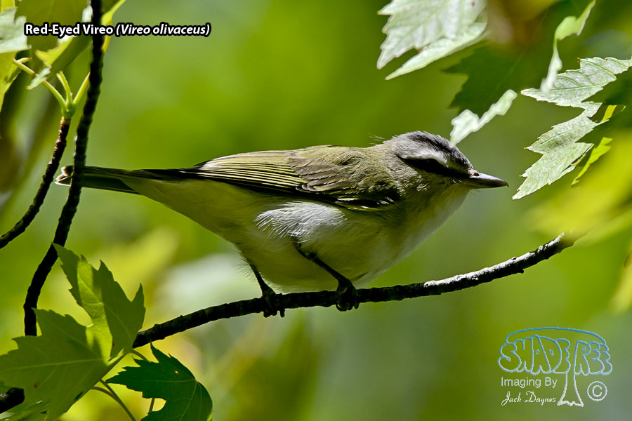 Red-Eyed Vireo - Vireo olivaceus