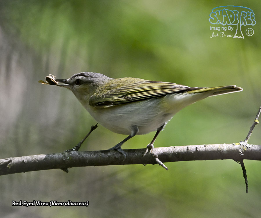 Red-Eyed Vireo - Vireo olivaceus