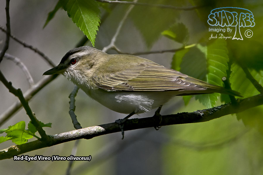 Red-Eyed Vireo - Vireo olivaceus