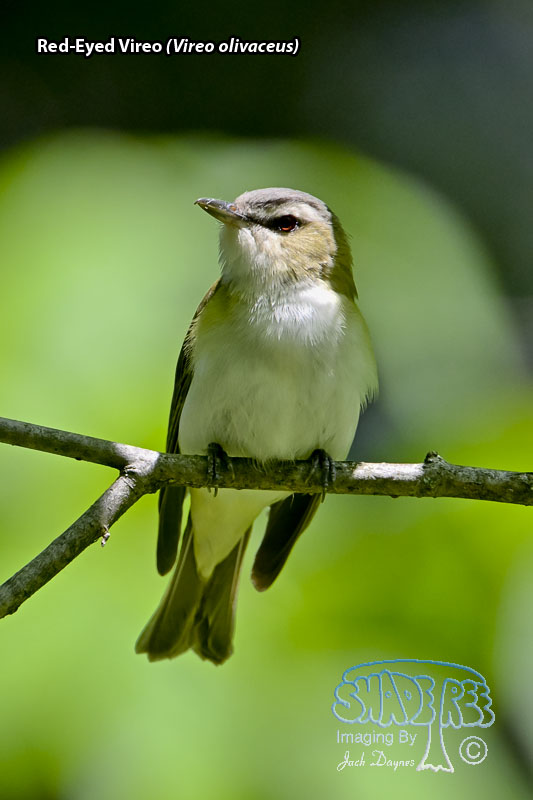 Red-Eyed Vireo - Vireo olivaceus