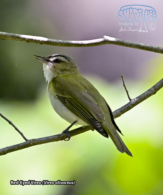 Red-Eyed Vireo - Vireo olivaceus