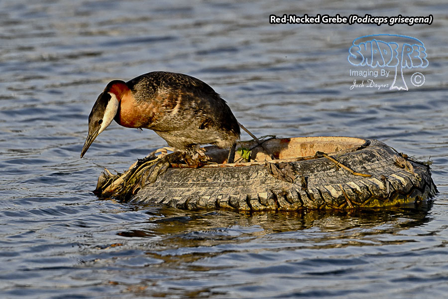 Red-Necked Grebe - Podiceps grisegena