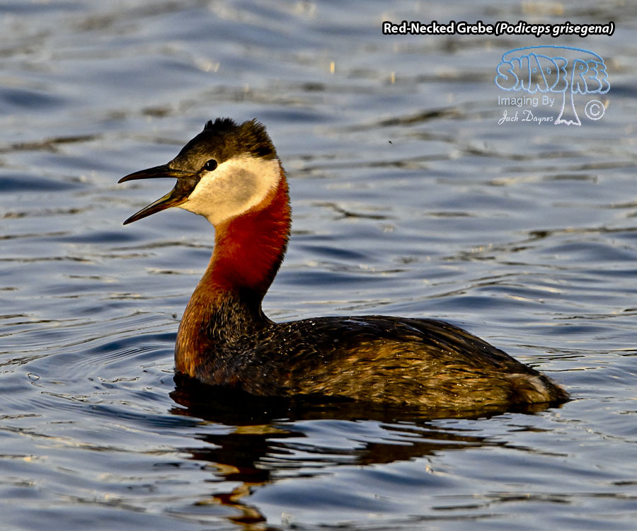 Red-Necked Grebe - Podiceps grisegena