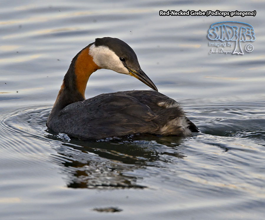 Red-Necked Grebe - Podiceps grisegena