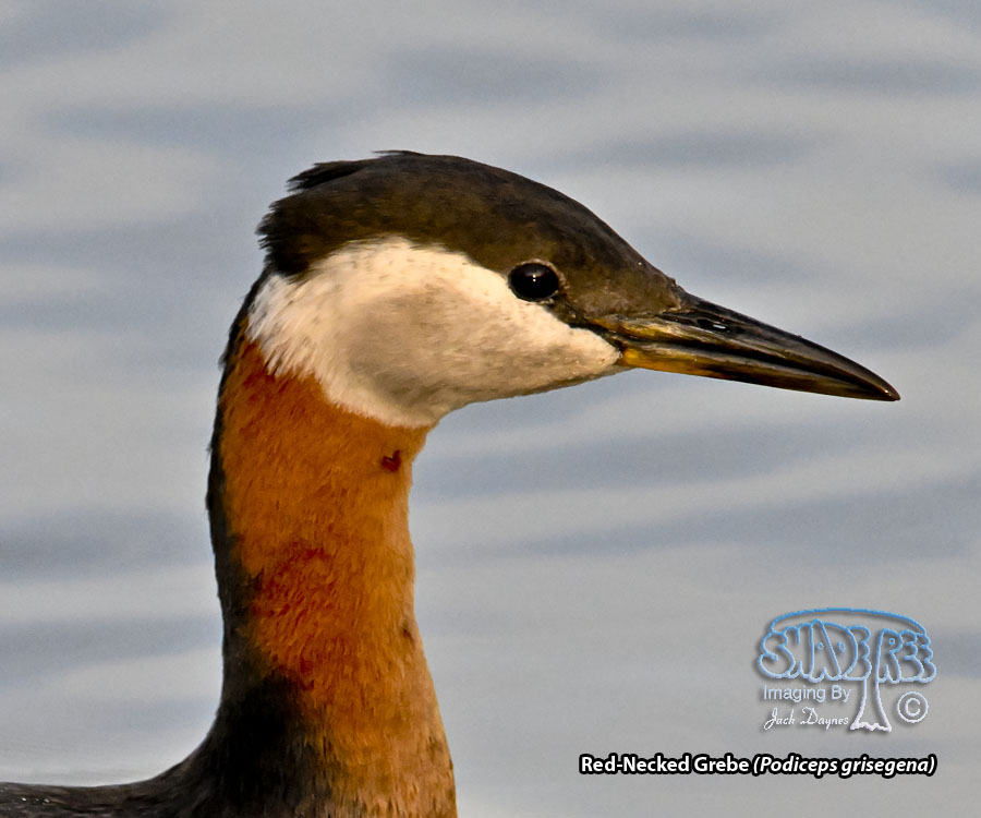Red-Necked Grebe - Podiceps grisegena