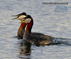 Memories of Lake Ontario’s Northern Shore