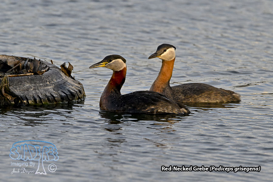 Red-Necked Grebe - Podiceps grisegena