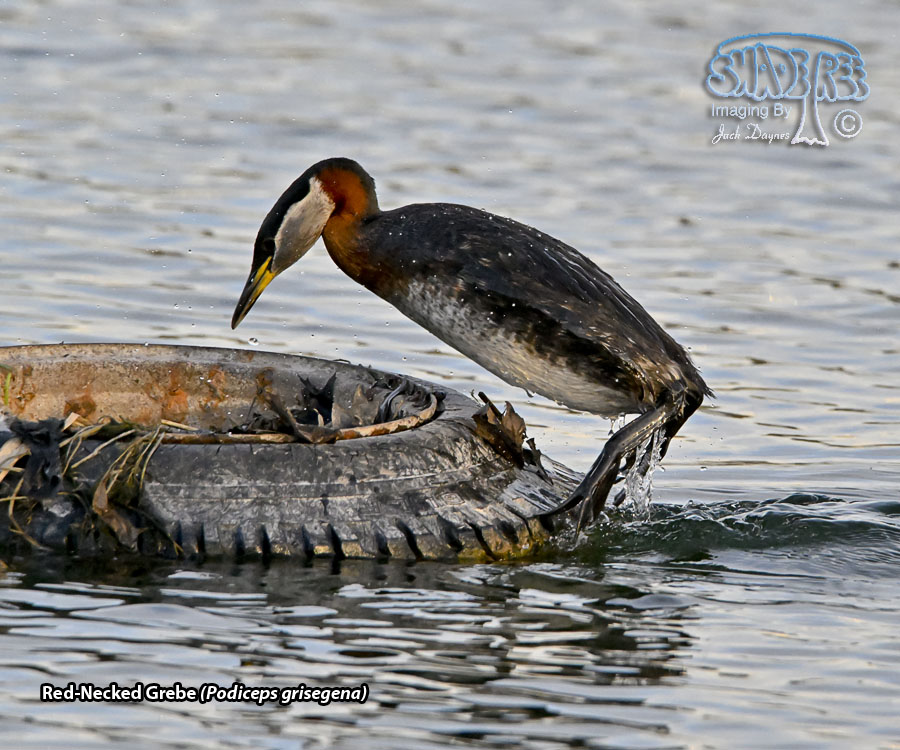 Red-Necked Grebe - Podiceps grisegena