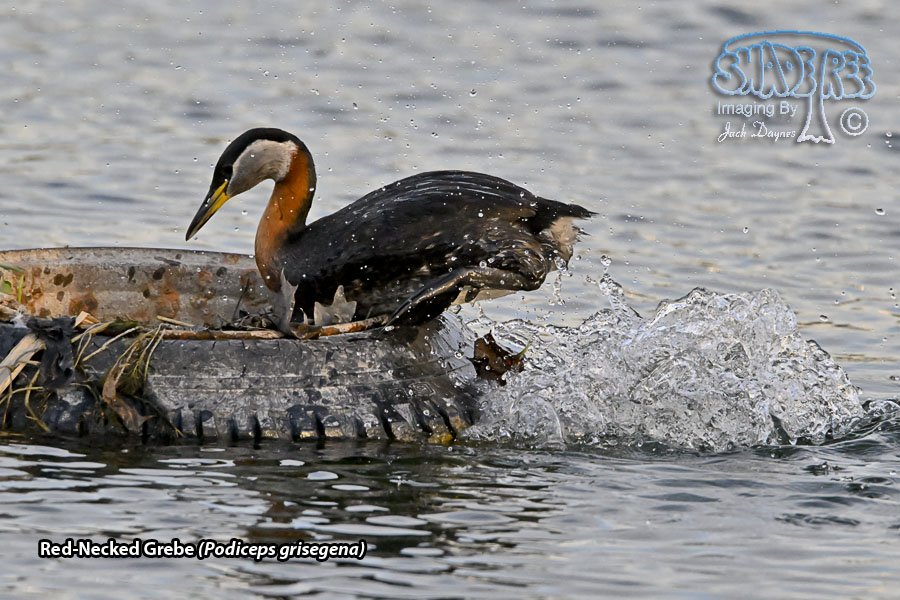 Red-Necked Grebe - Podiceps grisegena