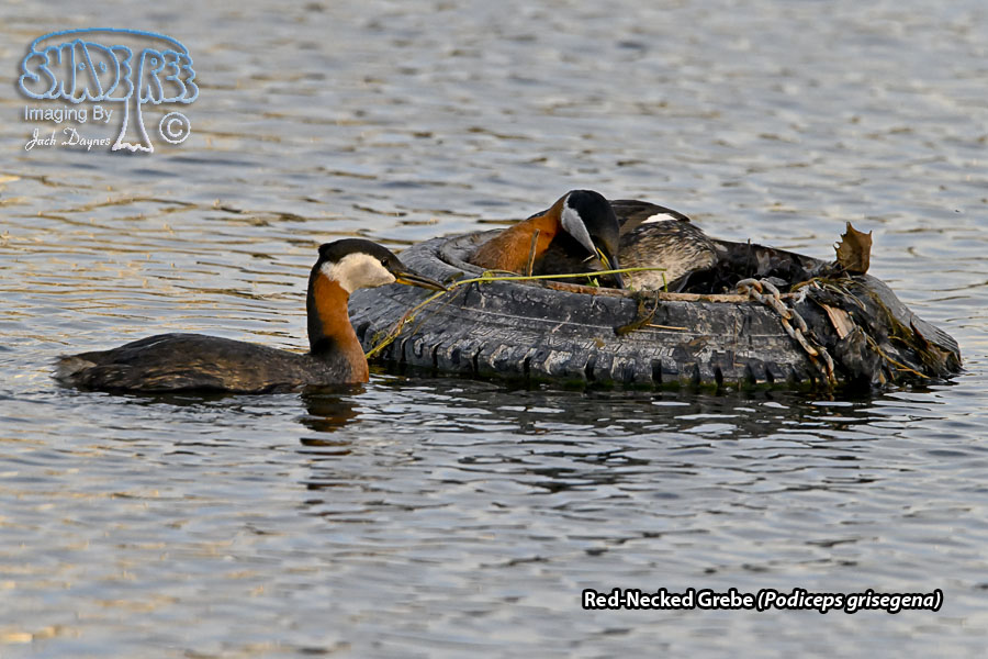 Red-Necked Grebe - Podiceps grisegena