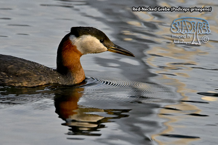 Red-Necked Grebe - Podiceps grisegena