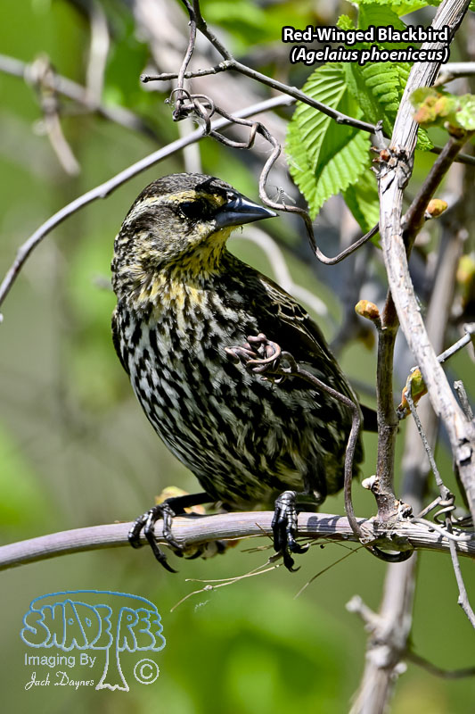 Red-Winged Blackbird - Agelaius phoeniceus