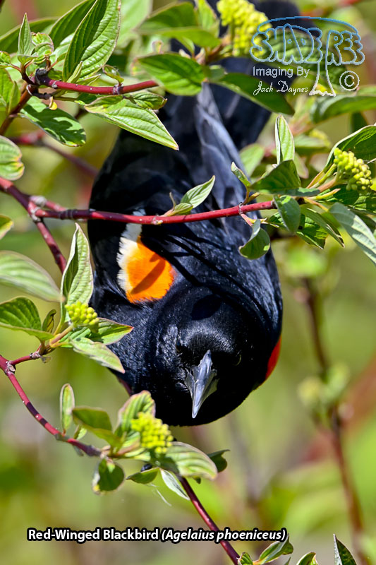 Red-Winged Blackbird - Agelaius phoeniceus