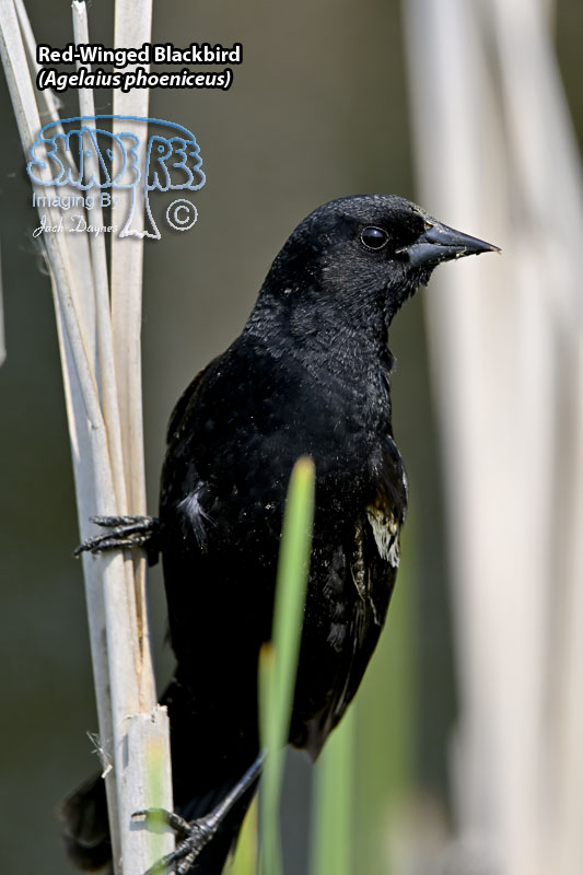 Red-Winged Blackbird - Agelaius phoeniceus