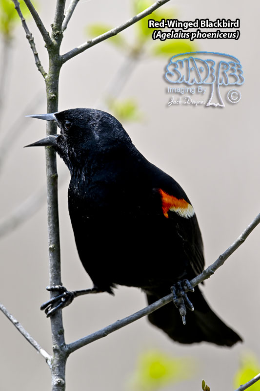 Red-Winged Blackbird - Agelaius phoeniceus