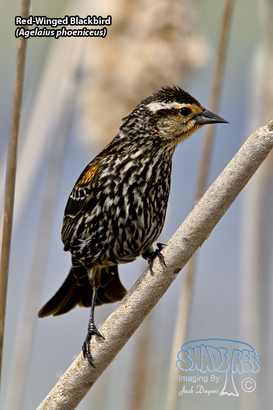 Red-Winged Blackbird - Agelaius phoeniceus