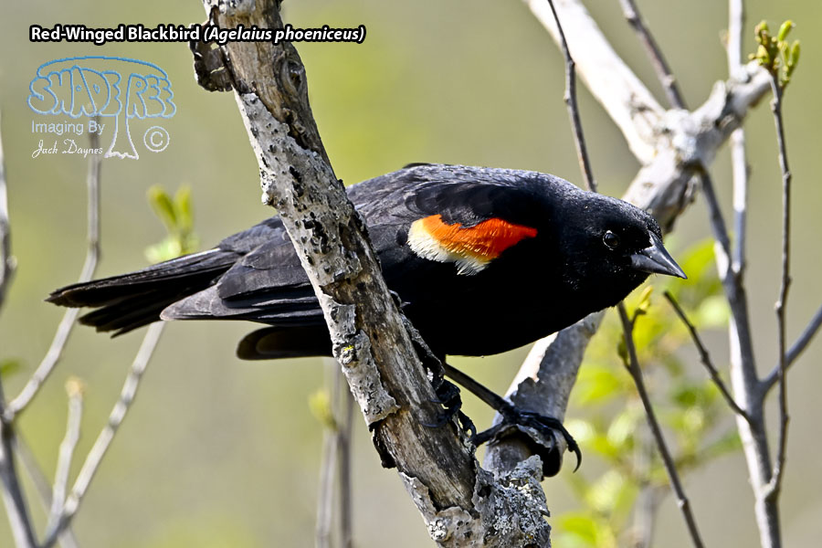 Red-Winged Blackbird - Agelaius phoeniceus
