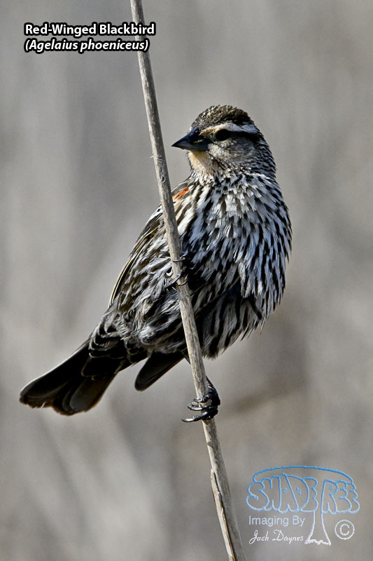 Red-Winged Blackbird - Agelaius phoeniceus