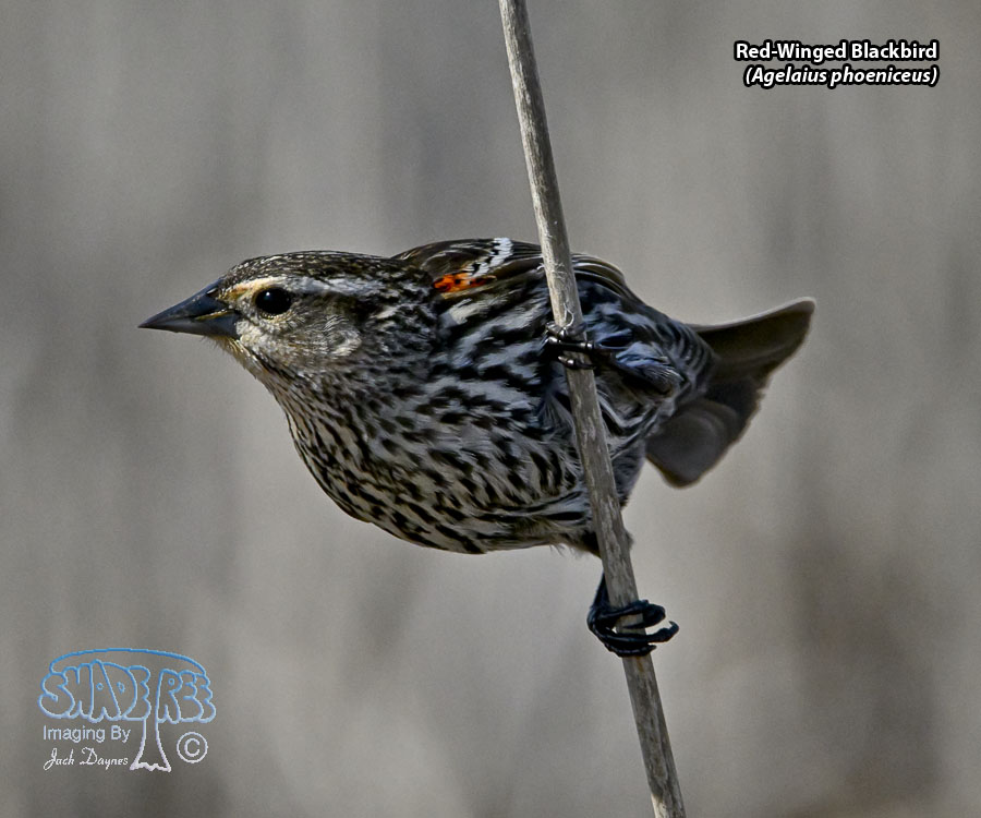 Red-Winged Blackbird - Agelaius phoeniceus