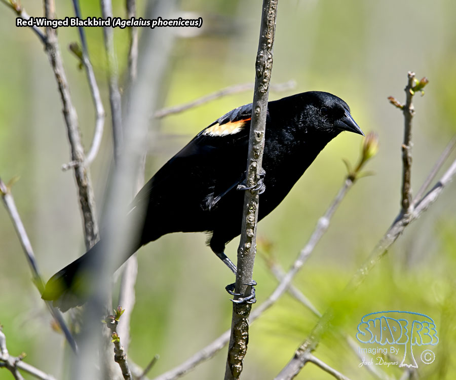 Red-Winged Blackbird - Agelaius phoeniceus