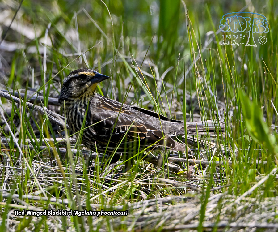 Red-Winged Blackbird - Agelaius phoeniceus