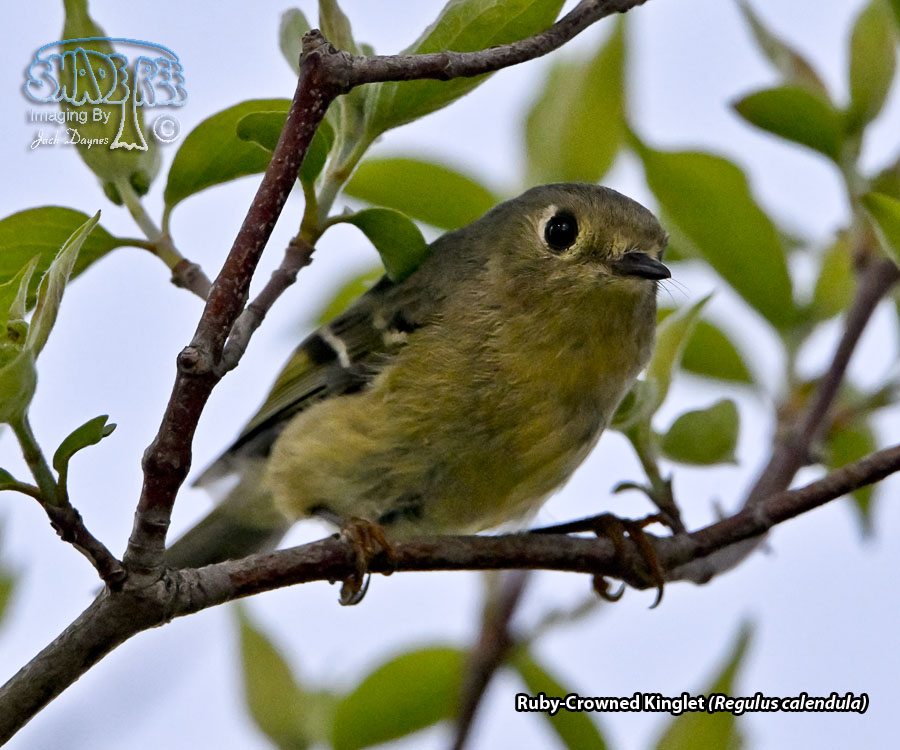 Ruby-Crowned Kinglet - Regulus calendula