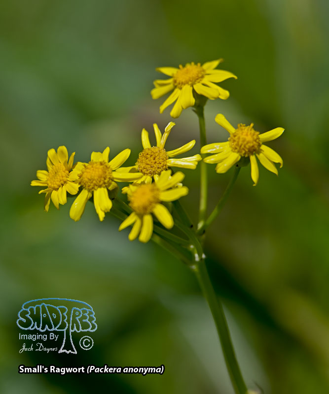 Small's Ragwort - Packera anonyma