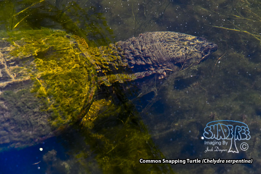 Common Snapping Turtle - Chelydra serpentina